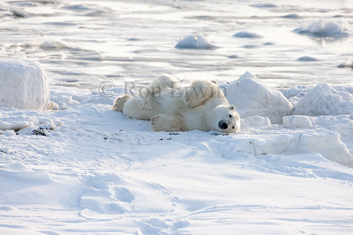 Rolling Polar Bear