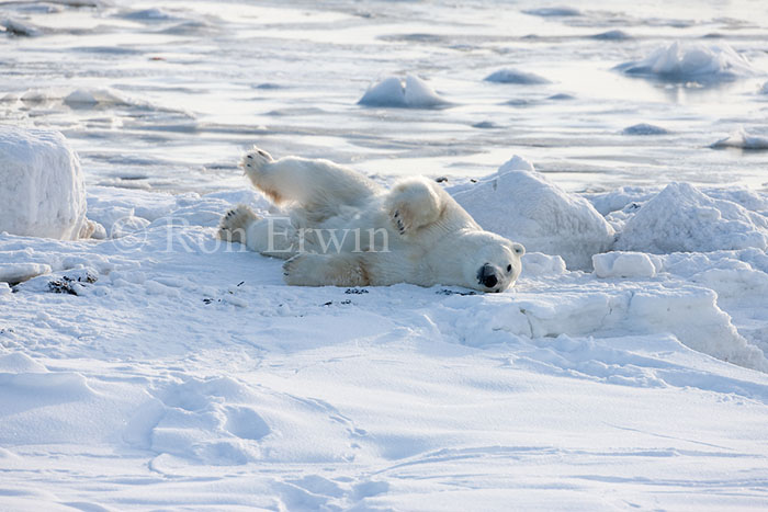 Rolling Polar Bear