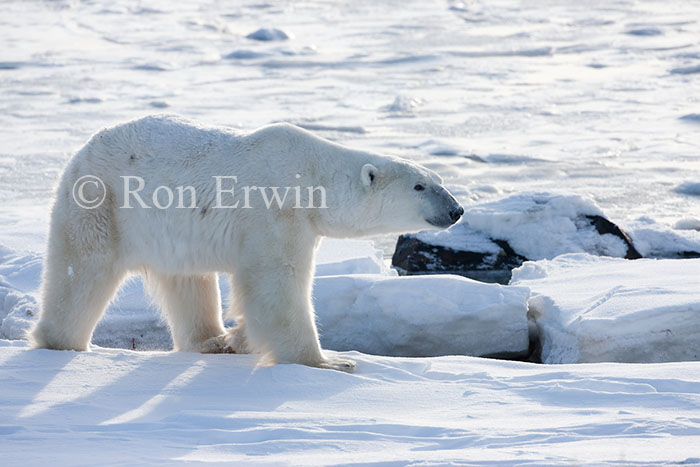 Polar Bear