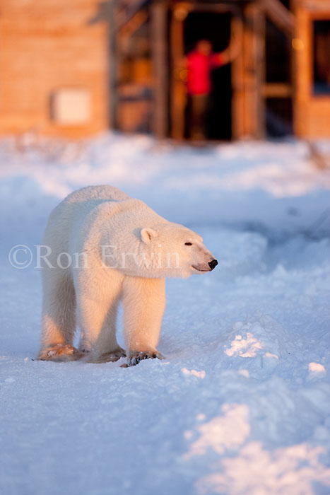 Polar Bear at Lodge