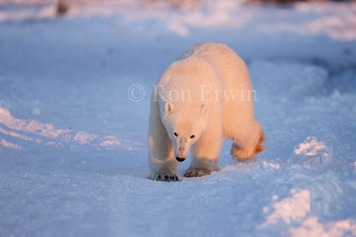 Polar Bear Walking