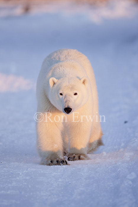 Polar Bear Walking