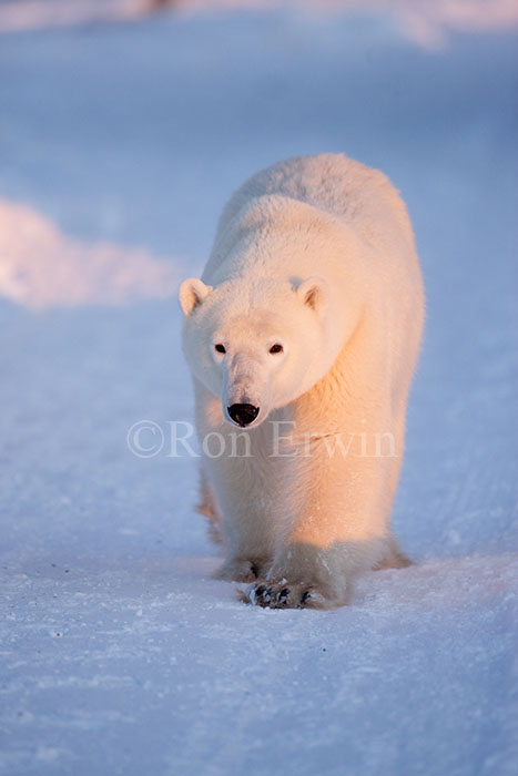 Polar Bear Walking
