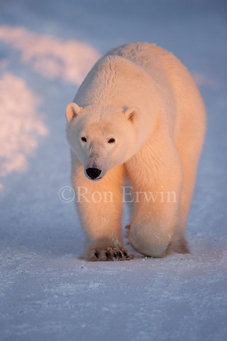 Walking Polar Bear
