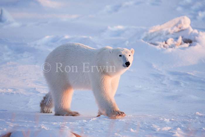 Polar Bear Walking