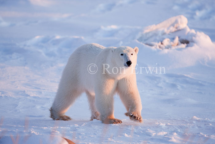 Polar Bear Walking