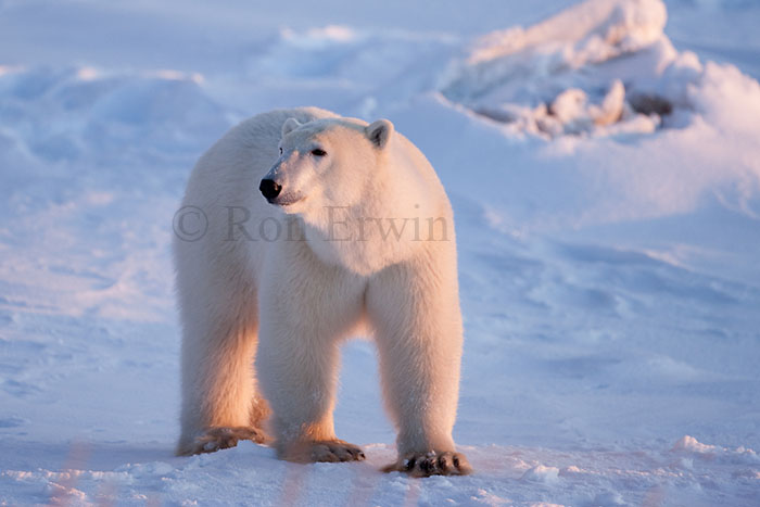 Polar Bear