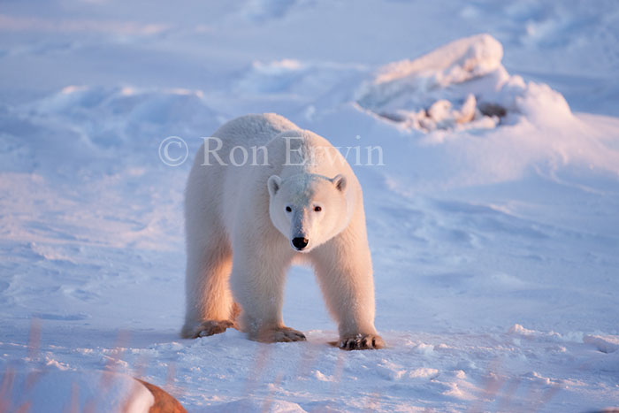 Polar Bear Walking