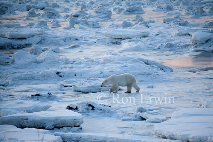 Bear Walking on Ice