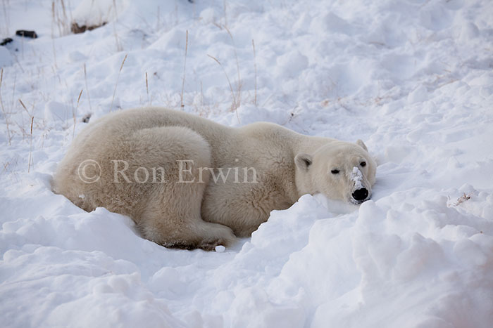 Polar Bear laying in Snow