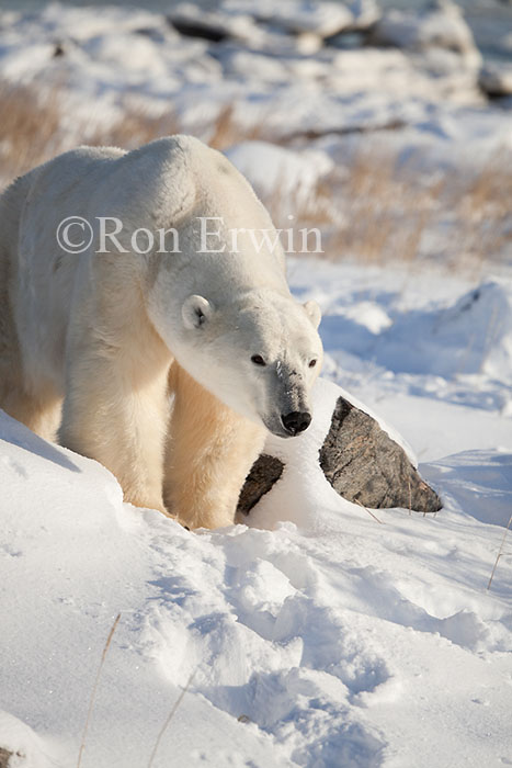 Polar Bear