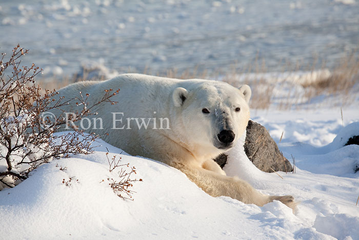 Polar Bear