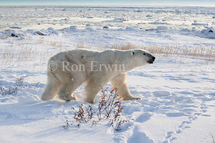 Polar Bear