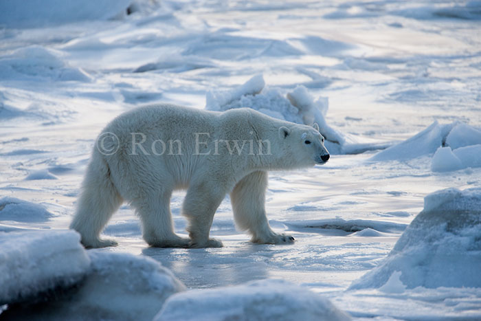 Polar Bear at Hudson Bay