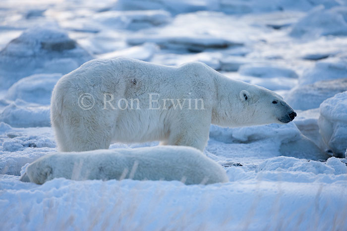 Two Polar Bears