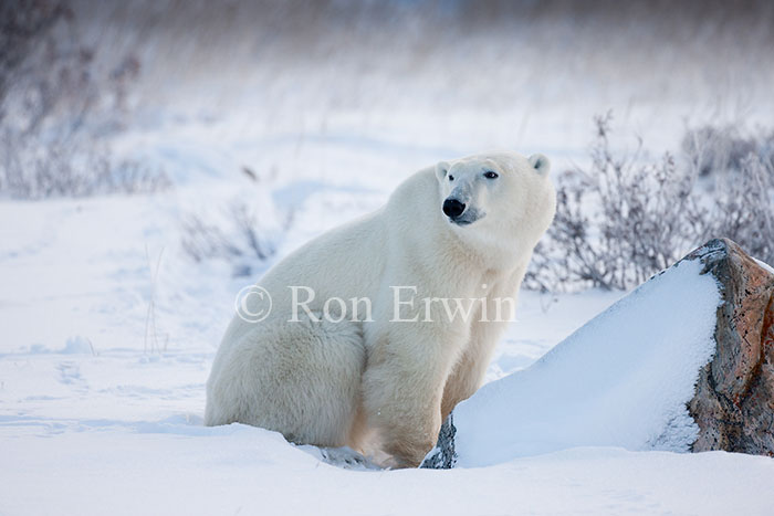 Sitting Polar Bear