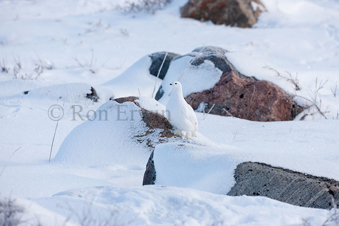 Willow Ptarmigan Hen