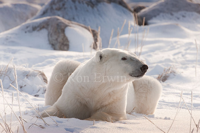Polar Bear