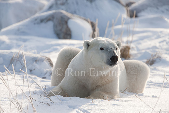 Polar Bear