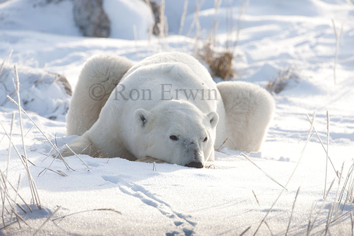 Polar Bear