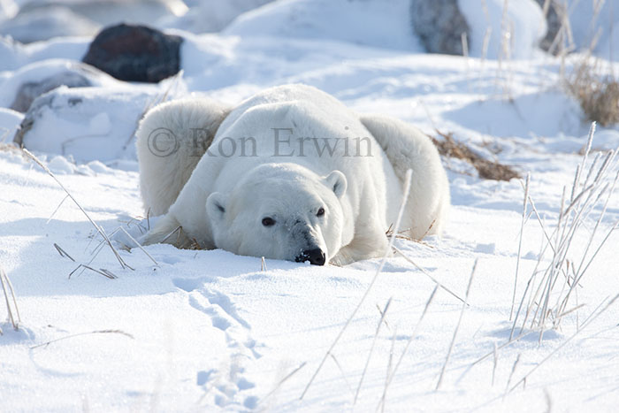 Polar Bear