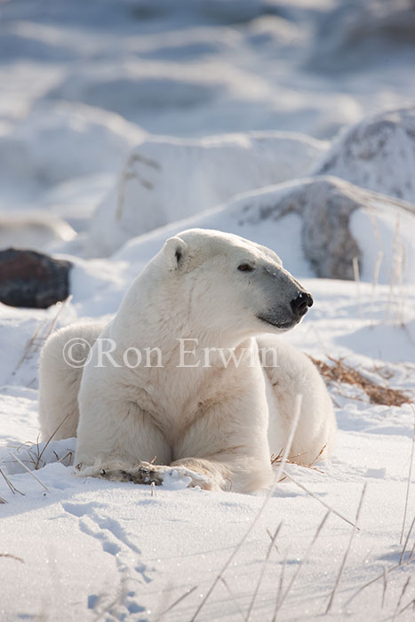 Polar Bear