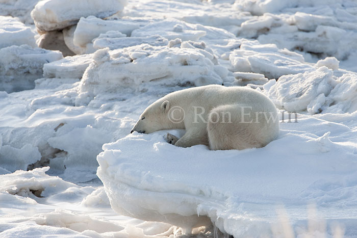 Polar Bear on Ice Pillar
