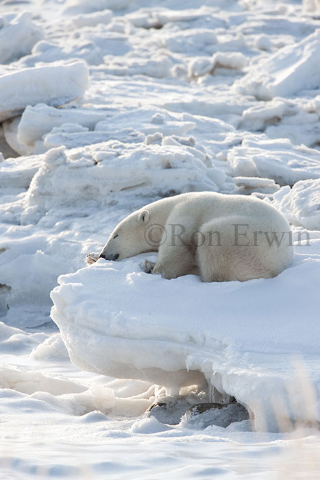 Polar Bear on Ice Pillar
