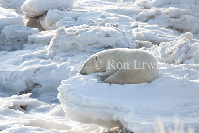 Polar Bear on Ice Pillar