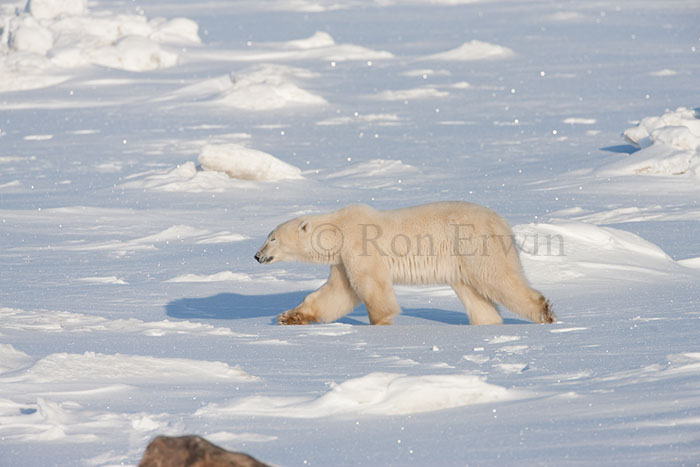 Polar Bear