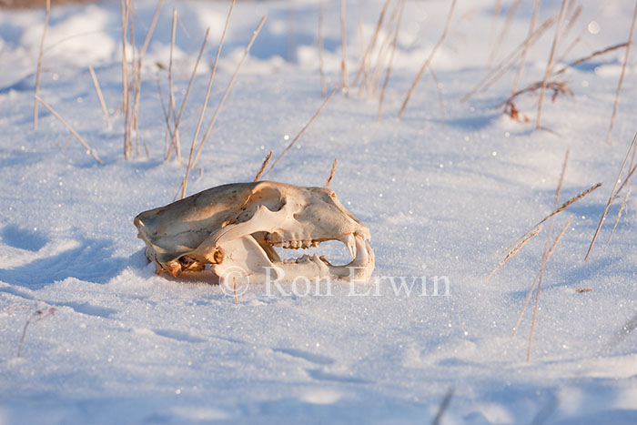 Polar Bear Skull