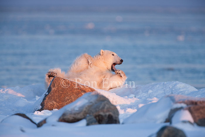 Polar Bear Yawning