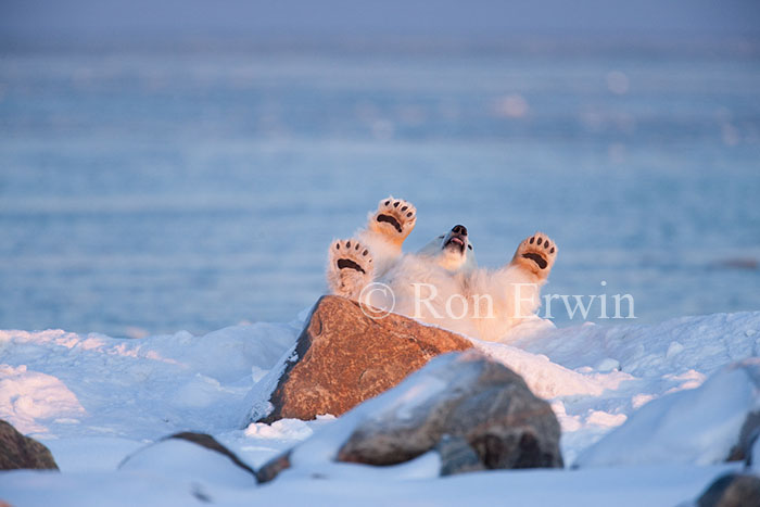 Polar Bear with Feet in Air