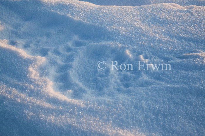 Polar Bear Tracks