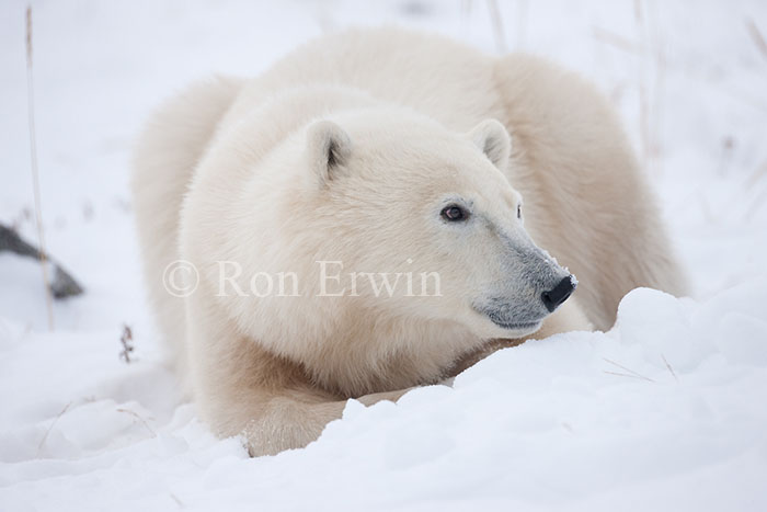 Polar Bear Close-up