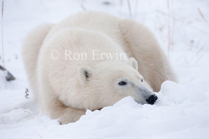 Polar Bear Close-up