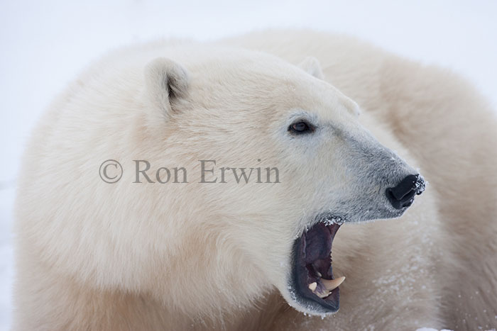 Polar Bear Yawning