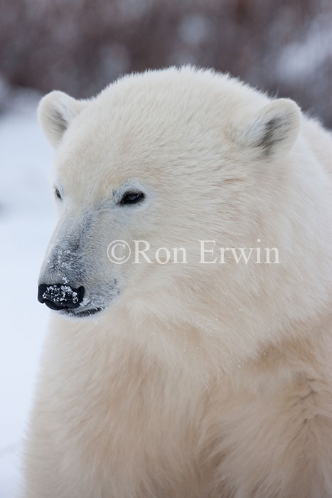Polar Bear Portrait