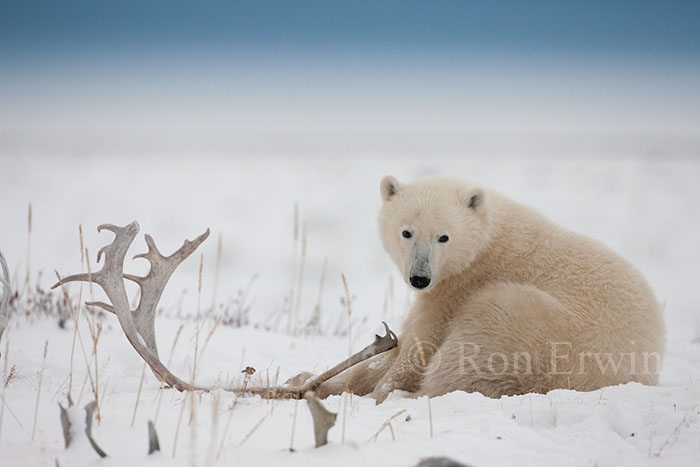 Polar Bear and Antlers
