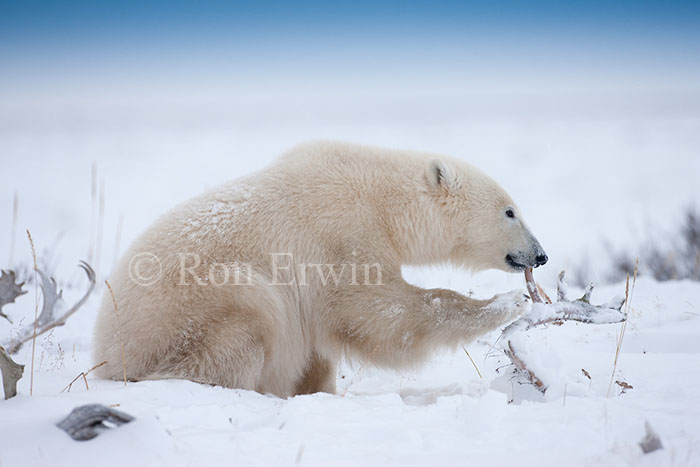Polar Bear Eating Antlers