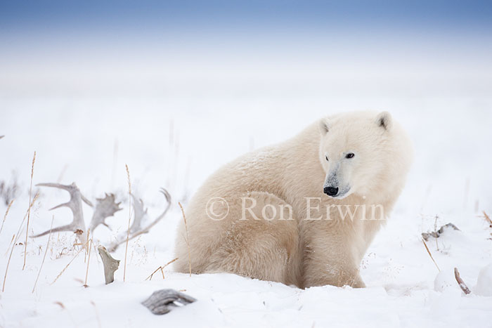 Polar Bear and Antlers