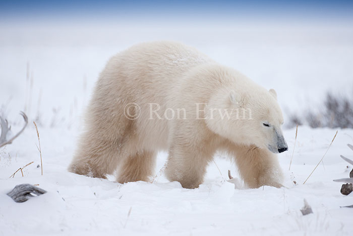 Polar Bear among Antlers