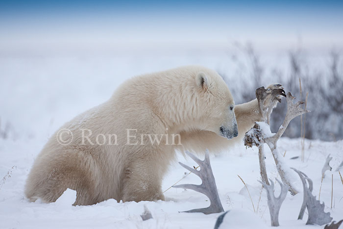 Polar Bear Eating Antlers