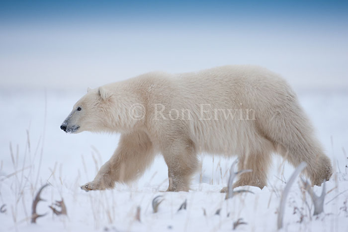 Polar Bear among Antlers