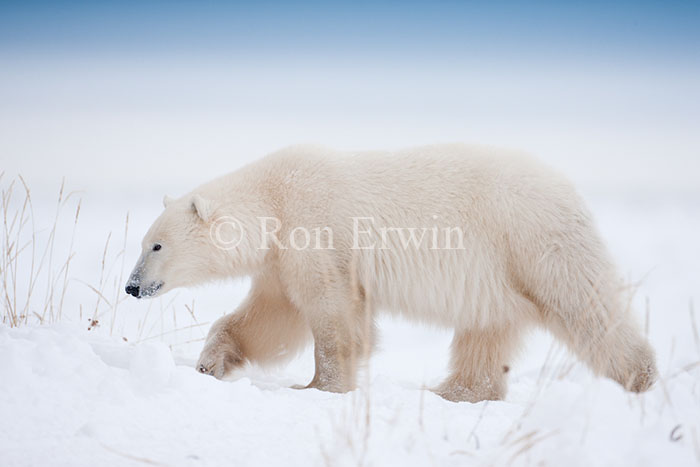 Polar Bear Walking