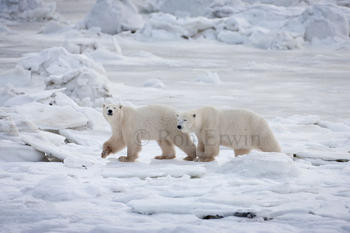 Polar Bears on Ice