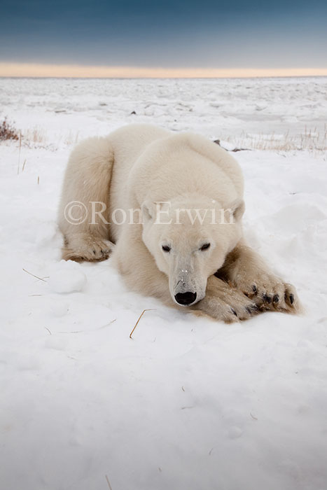Polar Bear Close-up