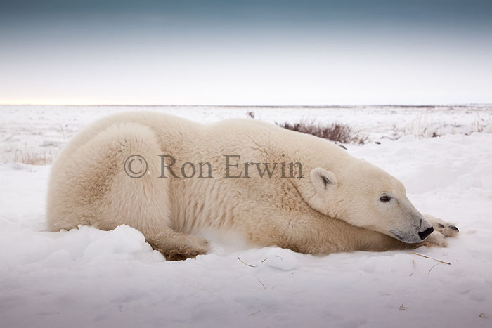 Resting Polar Bear