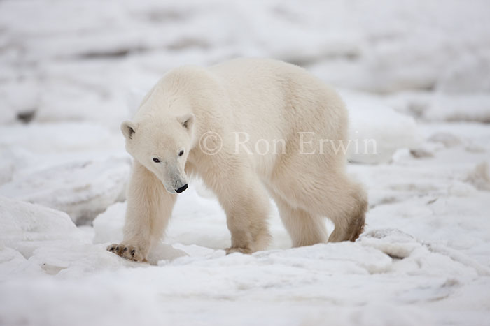 Walking Polar Bear