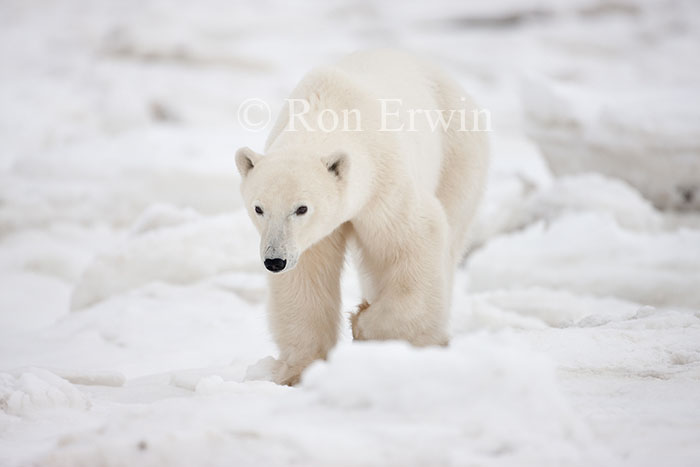 Walking Polar Bear